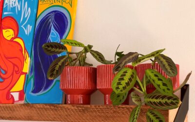 Prayer plant verzorgen en stekken