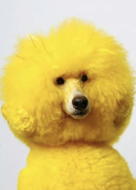gele hond
