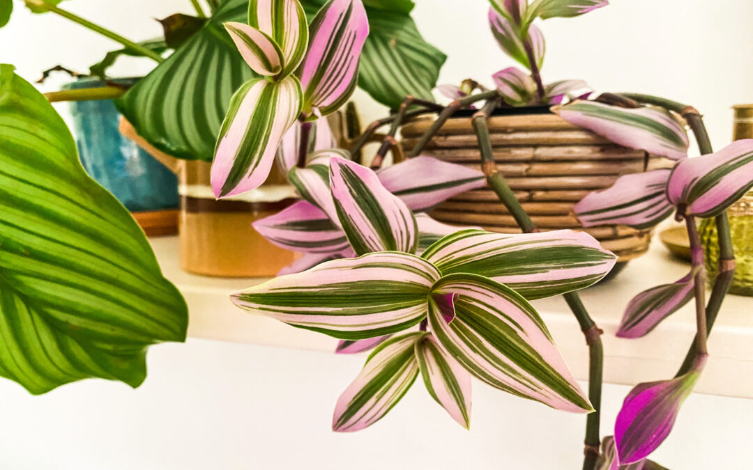 Tradescantia zebrina verzorgen en stekken
