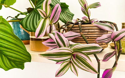 Tradescantia zebrina verzorgen en stekken